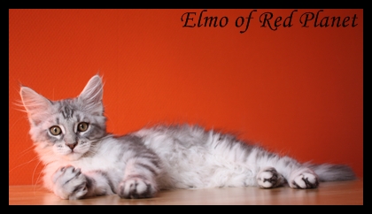 Elmo